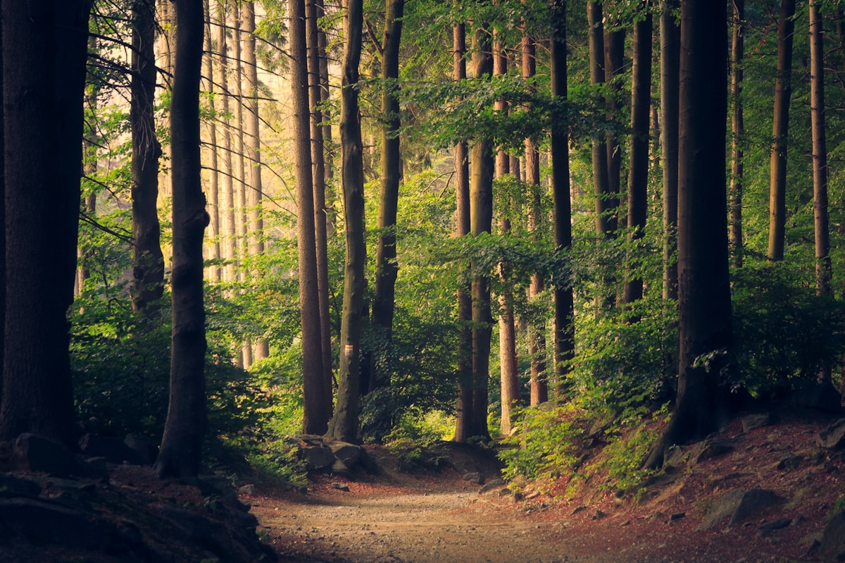 Tools for Living Workshop - sunlight streaming through green trees